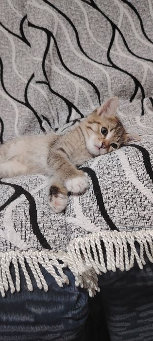 Отдам котят в хорошие руки