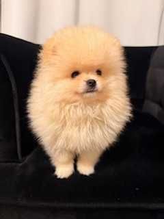 Pomeranian superb cu pedigree!