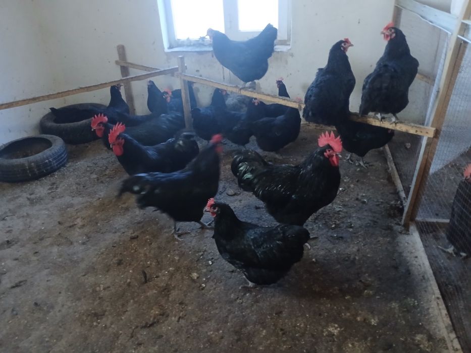 Брама товук тухуми сотилади зот дор