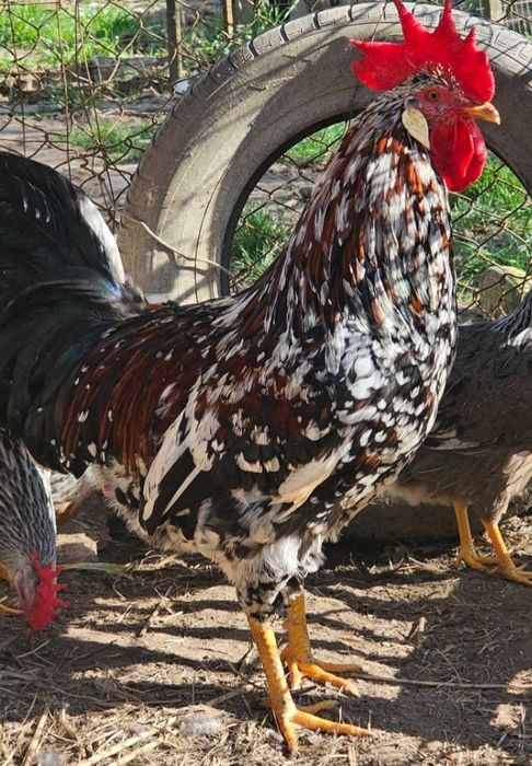 Familie gaini italiene portelan 4+1