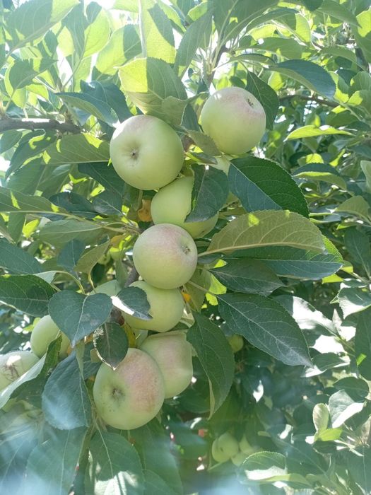 Яблоко (алма), яблони, конфетка