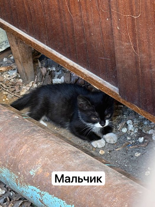 Котята в добрые руки