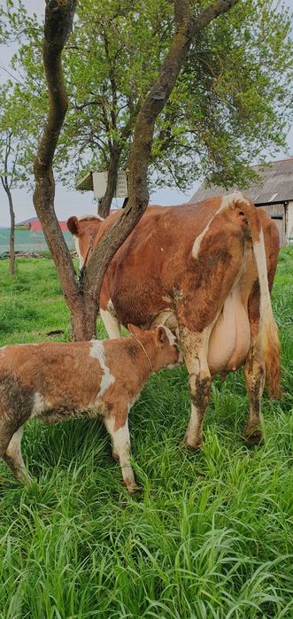 Vand 3 vaci bălțate romnești fătae tote 3