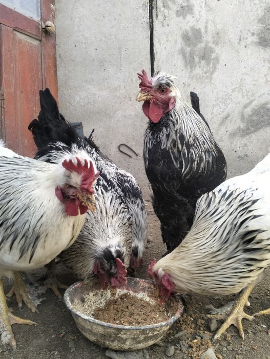 Қоразики Чубатый  сатылымда 10 айлық