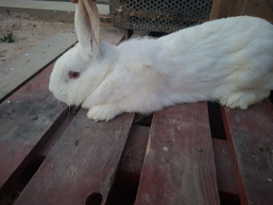 Ырғашы қоян сатамын