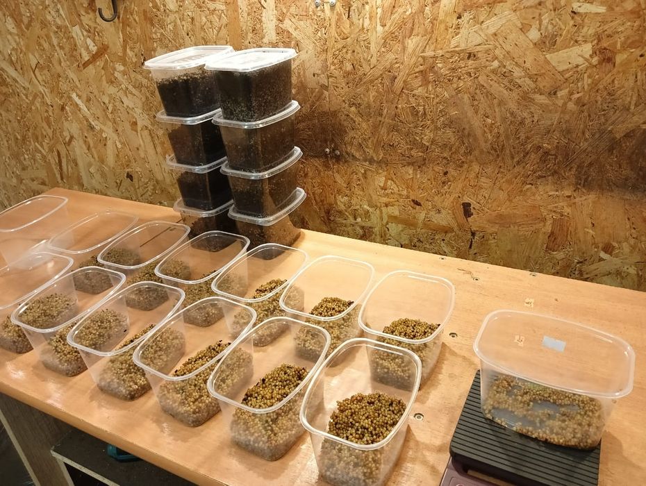 Коконы дождевого червя Чёрный принц.