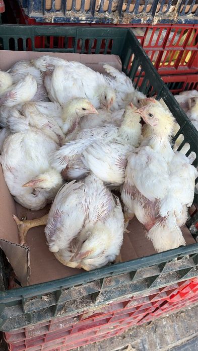 Puii albi si rasă mixta