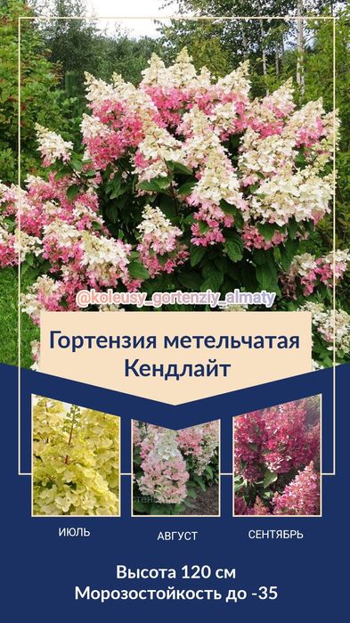 Гортензия метельчатая