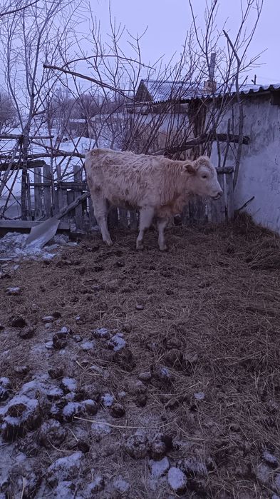 Әулиекол 1 бас Баспақ қашар сатылады