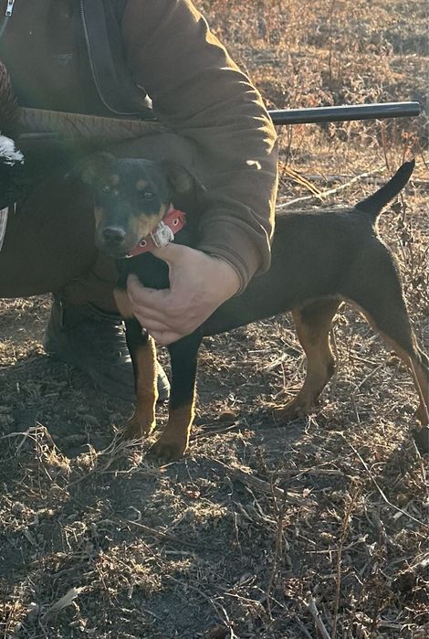 Парода Яагдтерьер