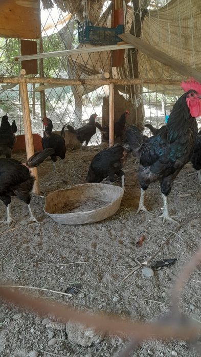 Гегант Кора шахзода товуклари