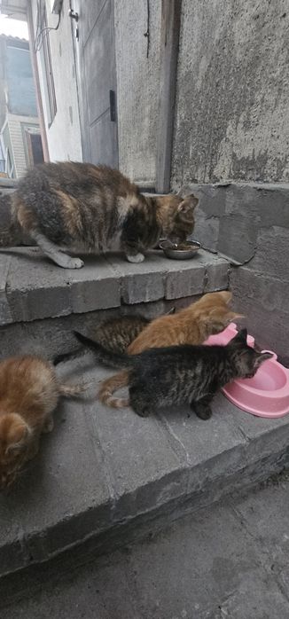 Отдаю в хорошие добрые руки котиков