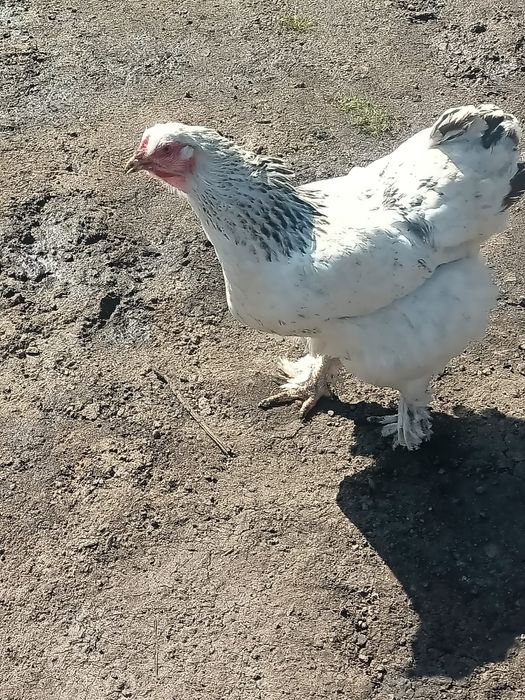 Продаются курицы породы Брама