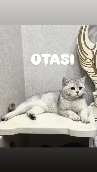 Zolotsti shinshilla sotiladi