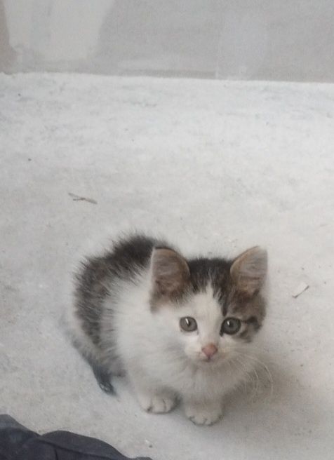 Подарявам мъжко коте