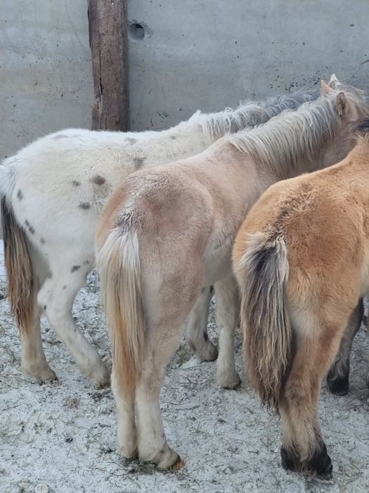 Продам жабағылар