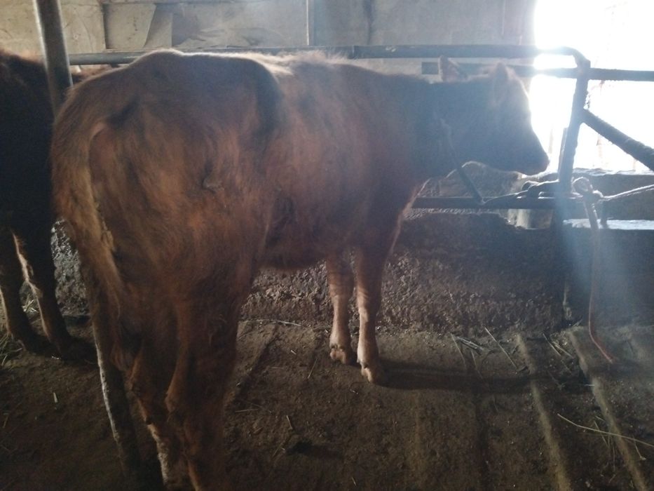 Продам телок до года
