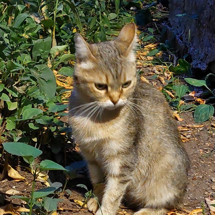 Отдам в хорошие руки