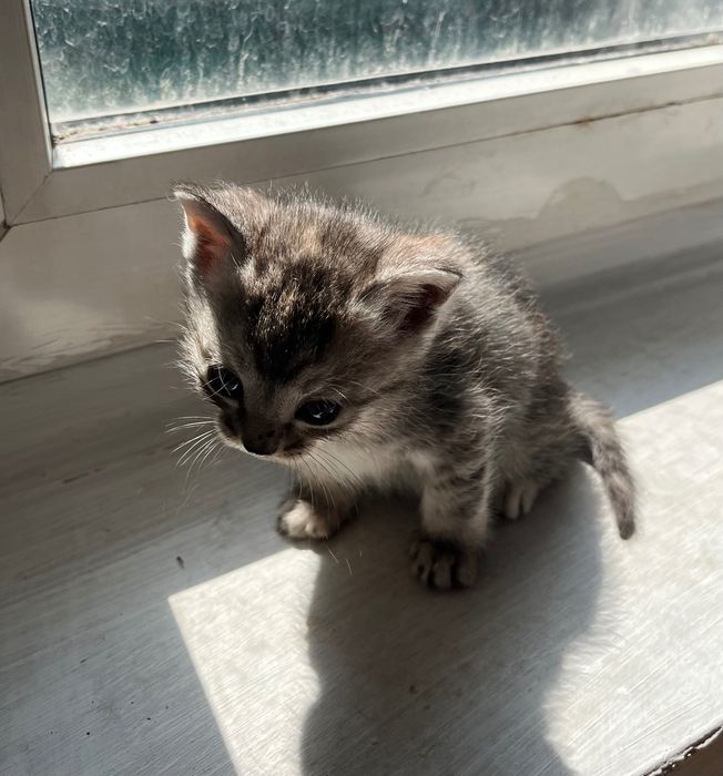 Отдам котят даром