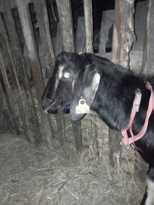 Продам козла молочной породы