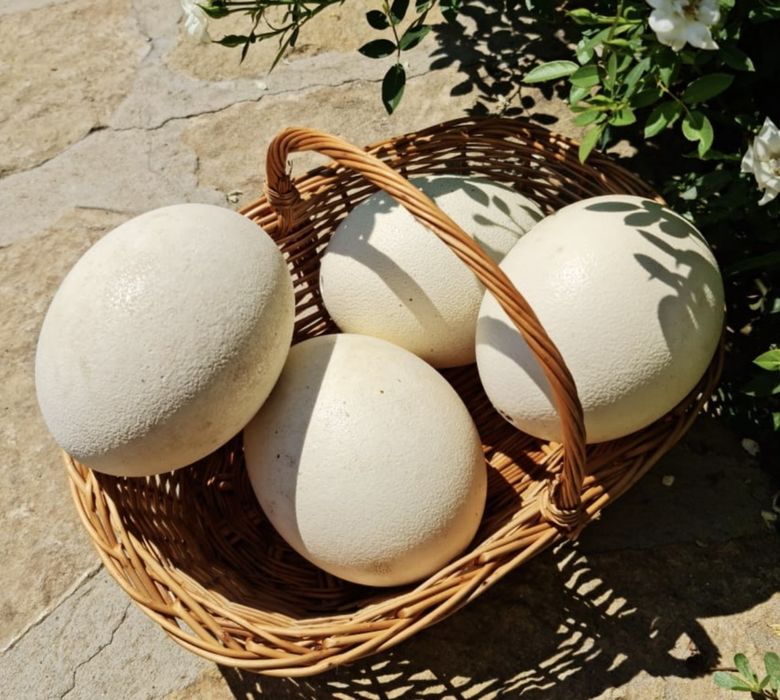 Oua de strut de vânzare