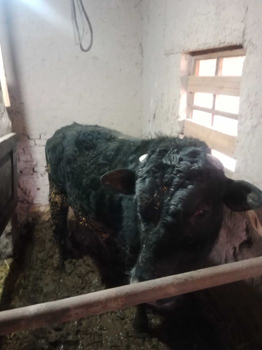 Хокиз   сотилади.