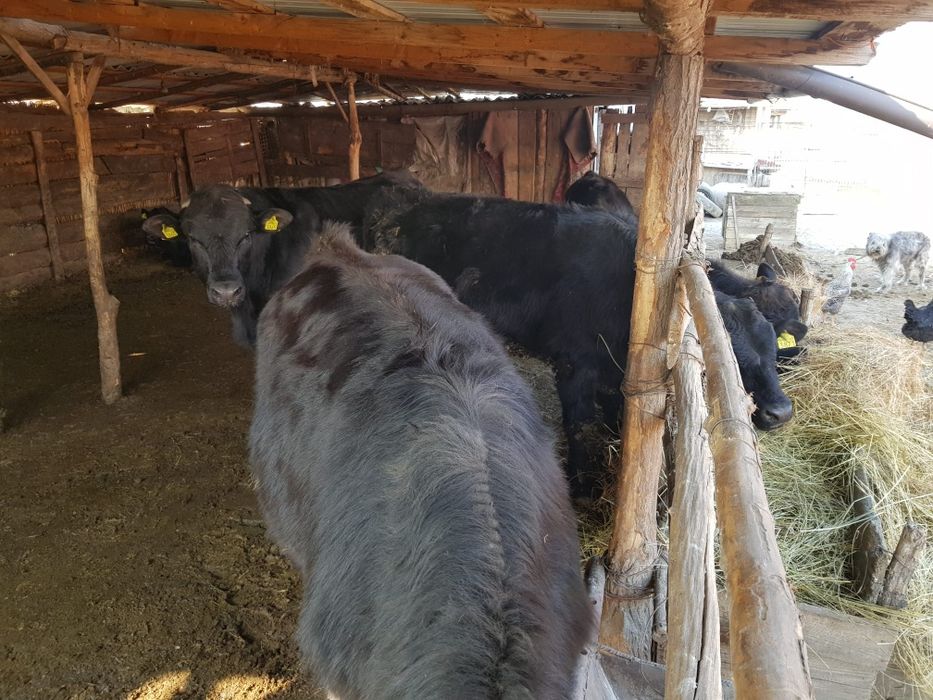 Viței de vânzare 4-5 Viței