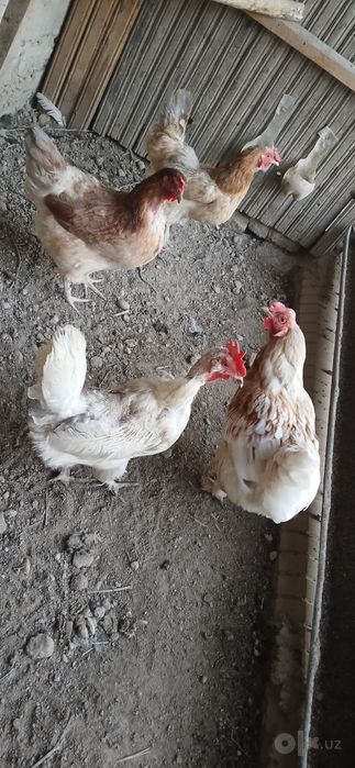 ПРОДАЁТСЯ 9 кур 1 петух