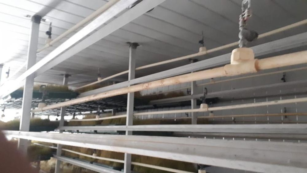 Гидропоника производство за день 500кг