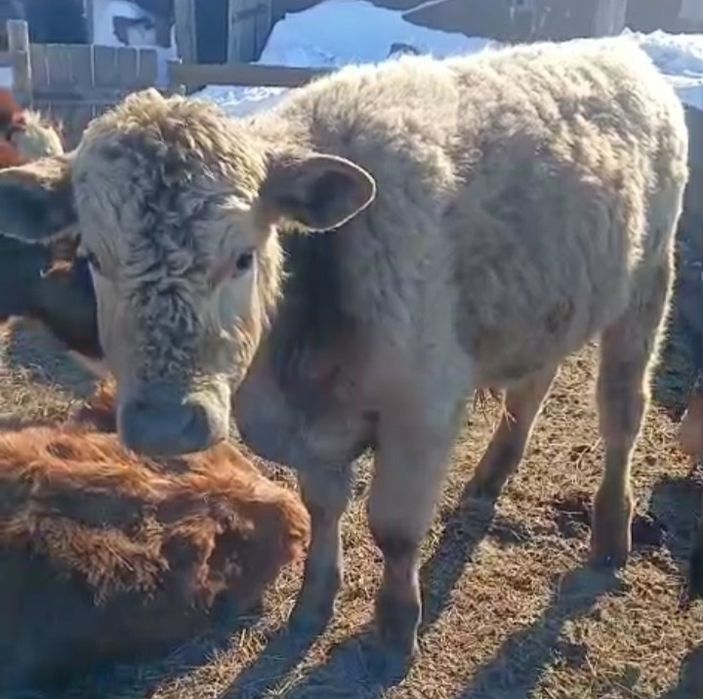 Продам бычков аулиеколь помесь