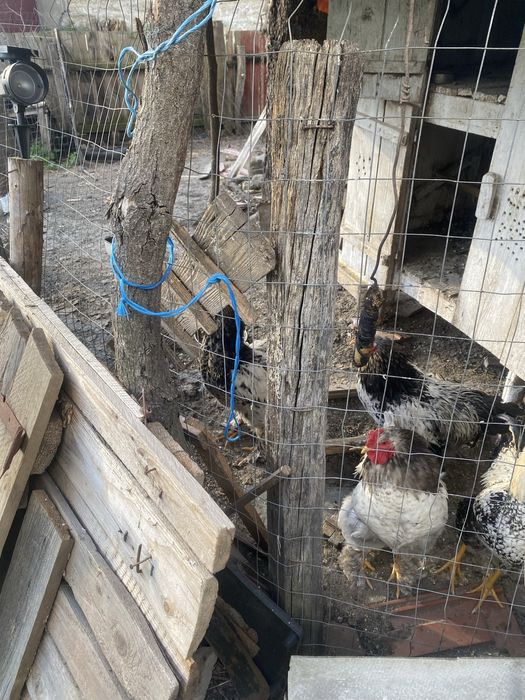 Gaini de rasa si cocosi de rasa brahma si windotte