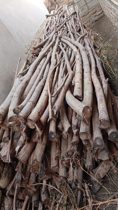 Tol tanasi bor oʻtin quruq   qishga yoqadigan