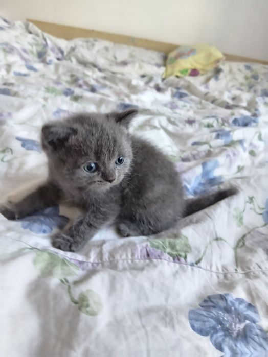 Puii british blue