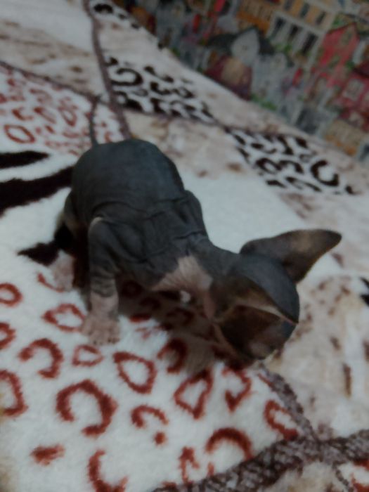 Котята сфинкс мальчики