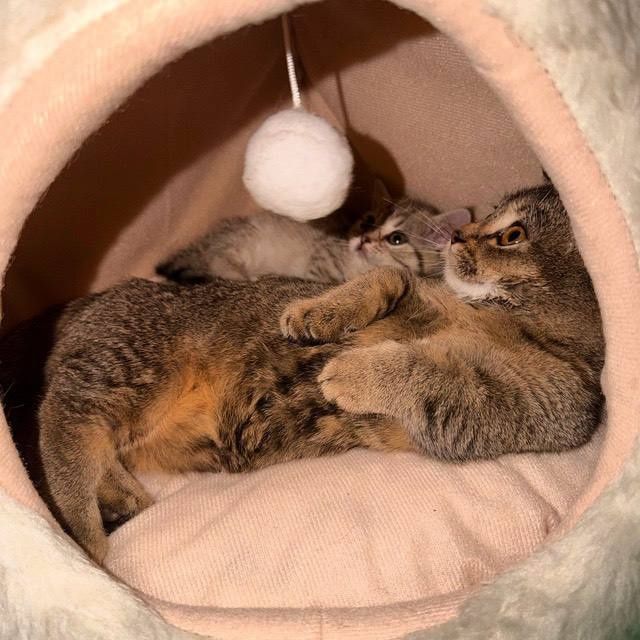 Manchkin oʻgʻil bola 6 oylik