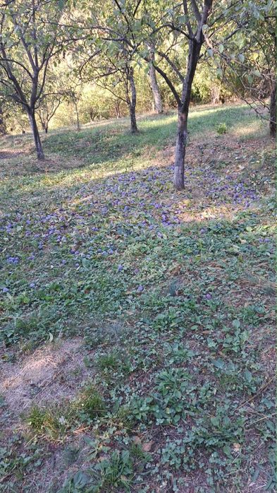 Prune anaspath pentru tuica