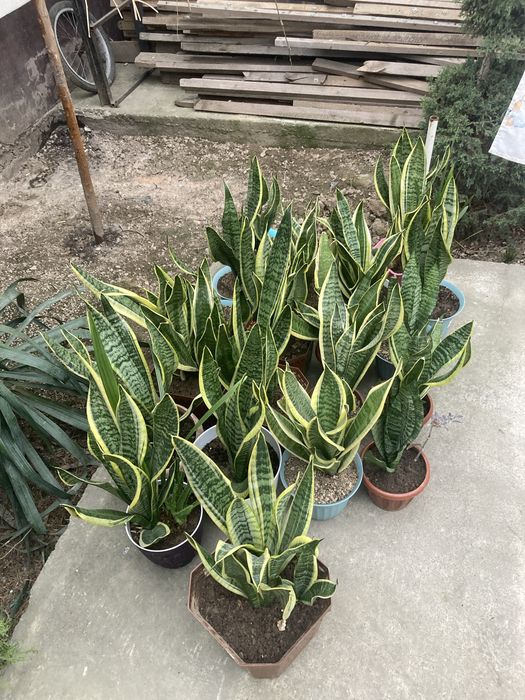 Сансевьерия Лауренти