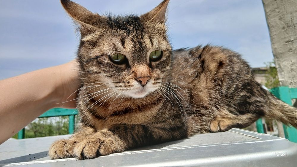 Пропала кошка хорошая