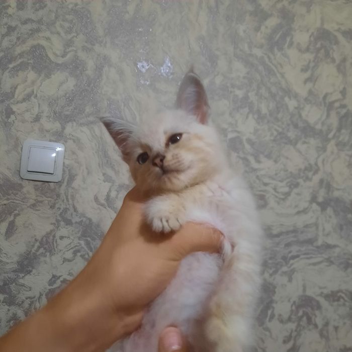 Котенок        .