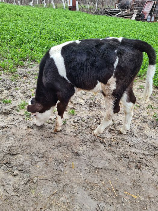 Vand taurasi de rasa sugari