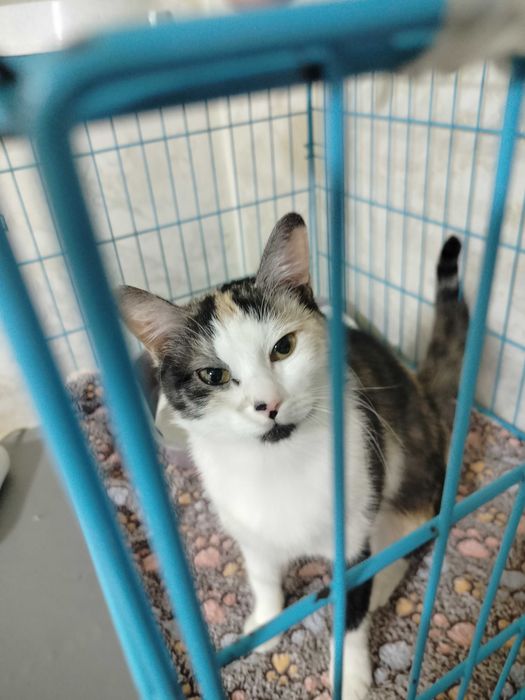 Отдадим кошек в добрые руки