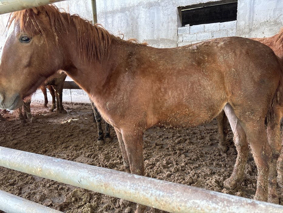 Бордакы 1 жастан аскан тайлар бар