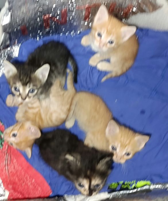 Котята в добрые руки