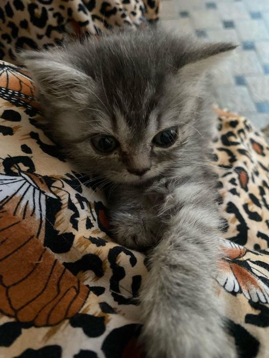 Продам котят породистые