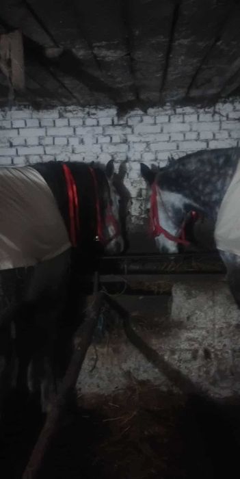 Vând pereche cai castrați kwp