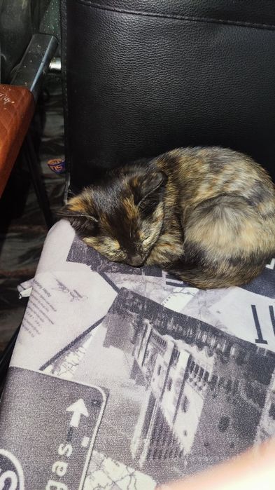 Отдам котёнка бесплатно