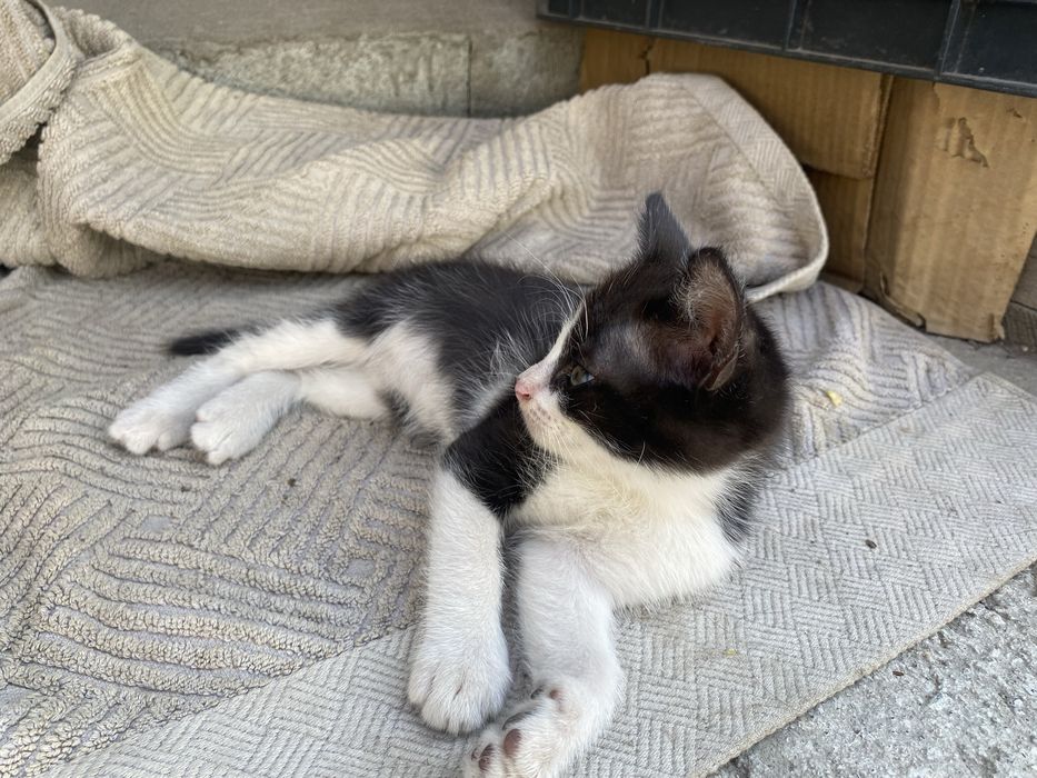 Мысықтар котята