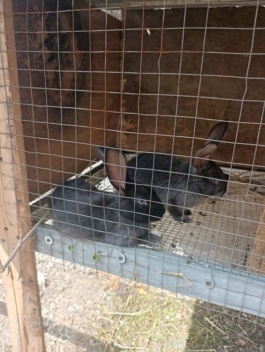 Продам месячных крольчат