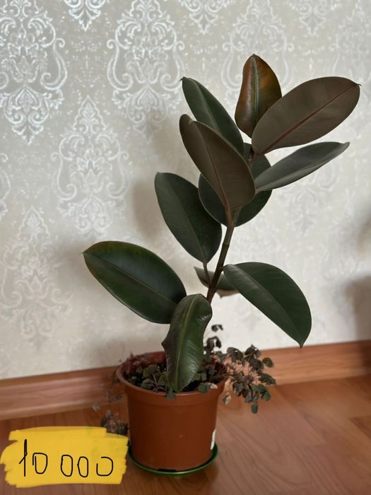 Домашние цветы