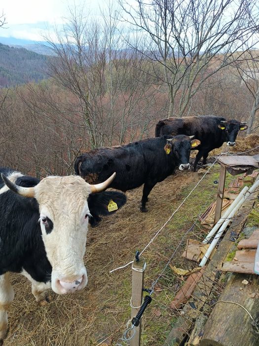 Продавам 3 броя телета